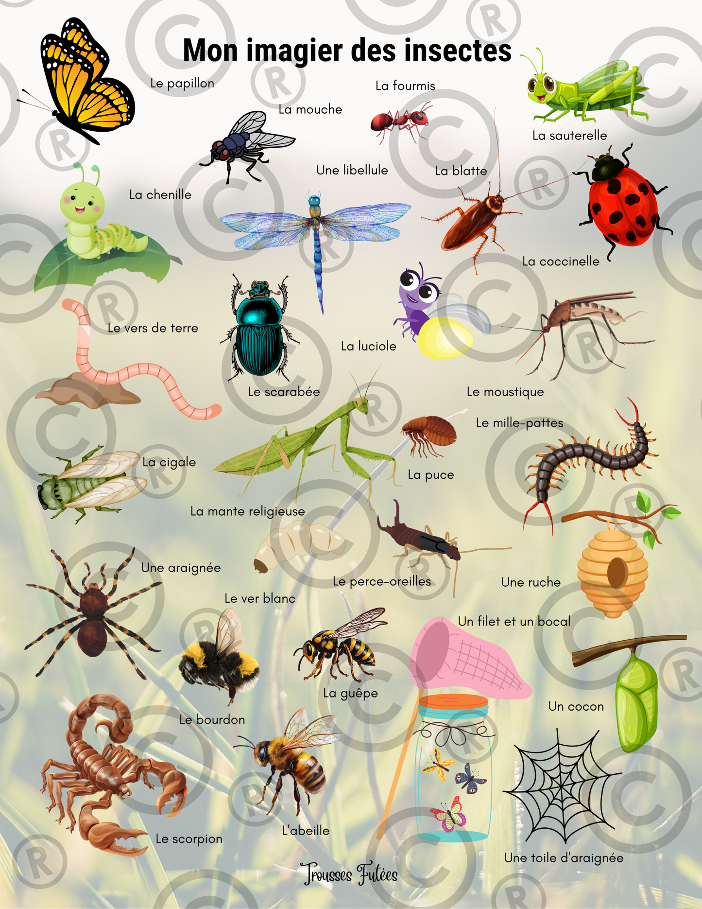 Les insectes - 40 pages