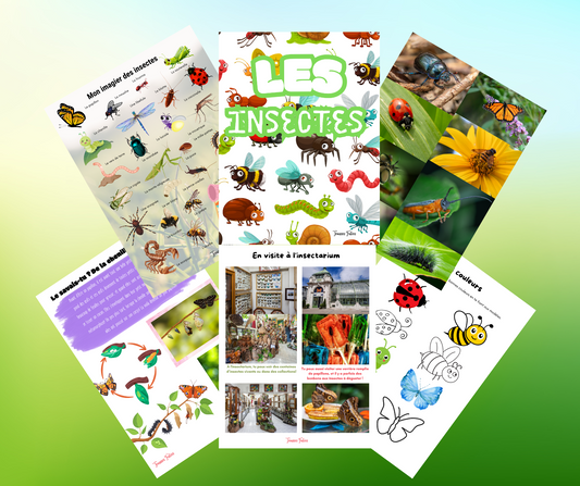 Les insectes - 40 pages