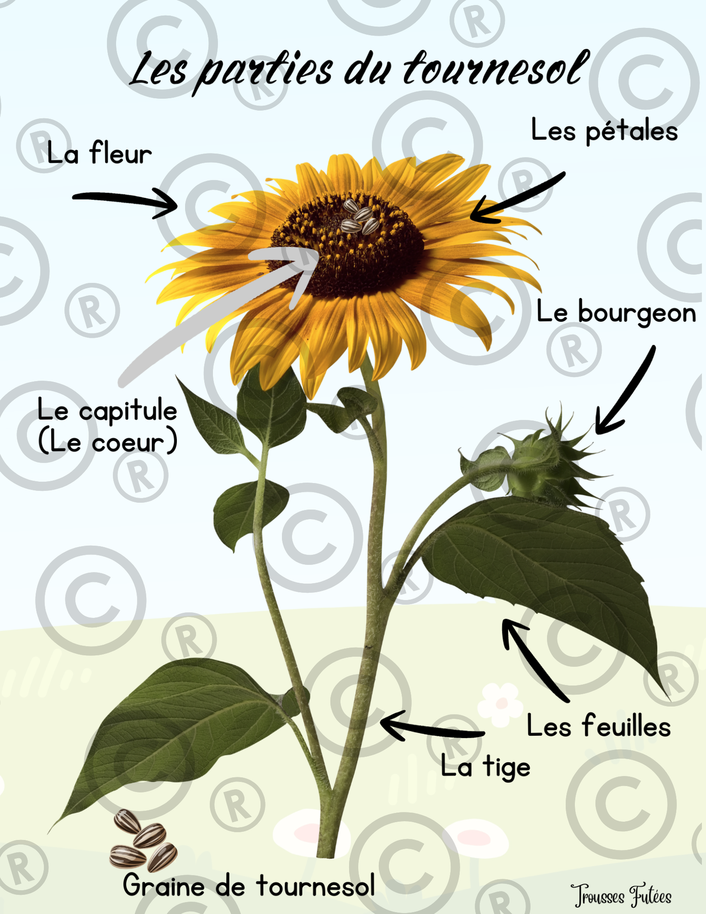 Trousse éducative Les fleurs  - PDF - Activités préscolaire-maternelle